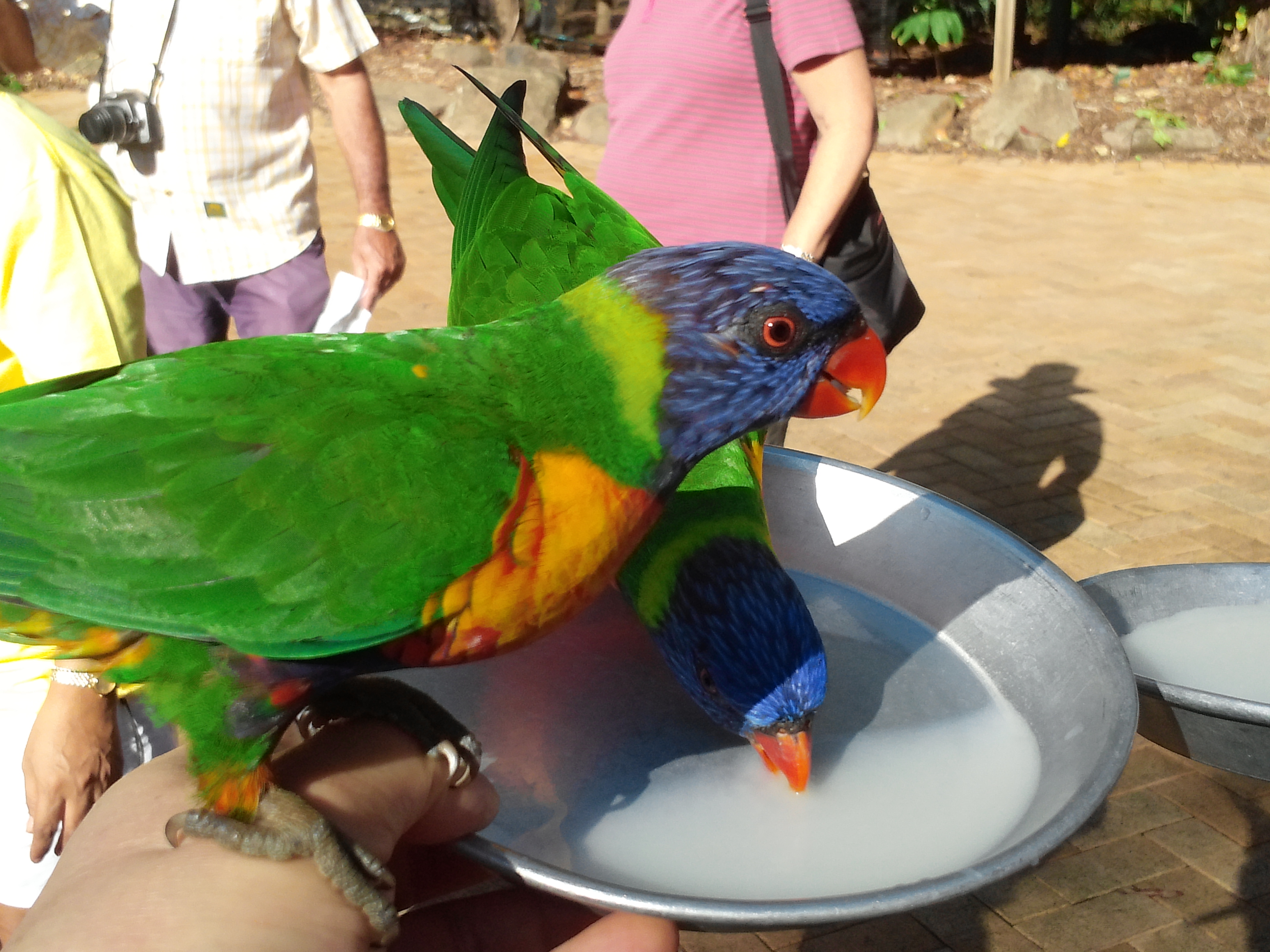Parrot  CAM00505.jpg
