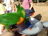 Parrot  main image